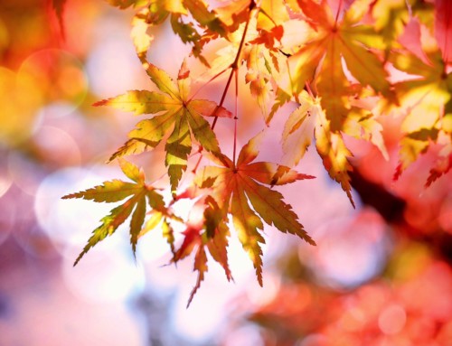 A fresh start for fall clean up